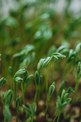 
Organic food. Young and fresh micro green sprouts close-up.