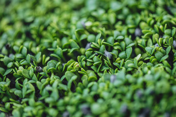 
Young and fresh micro green basil sprouts close-up.