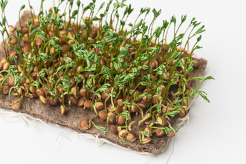 
Fresh micro green sprouts isolated on a white background.