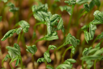 
Micro greens fresh sprouts and young leaves. Close-up.