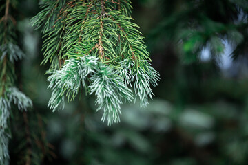 Fototapeta na wymiar CLose up of the bright green young spruce branches on a green blurred background, soft focus