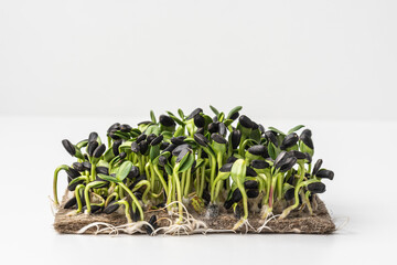 Fresh micro green sunflower seedlings. Growing sunflower for a healthy diet. White background.