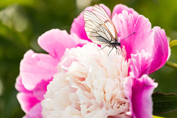 Close-up of a white butterfly sitting on a pink lush peony flower, on a green blurred background