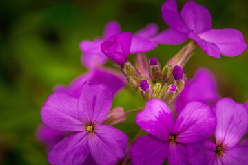 Close-up of purple wildflowers