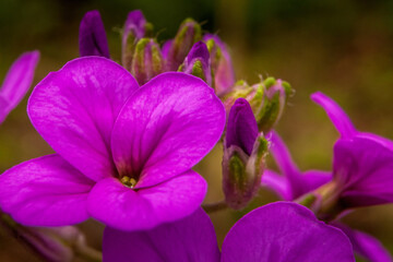 Fototapeta na wymiar Close-up of purple wildflowers