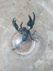 Scorpion trapped in glass