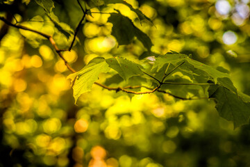 Tree branch in the woods