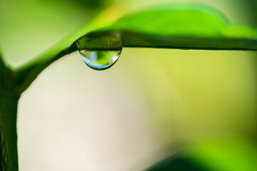 water drop under green leaf