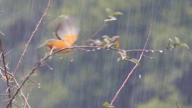 Sabi&aacute;-laranjeira na chuva (Turdus rufiventris)