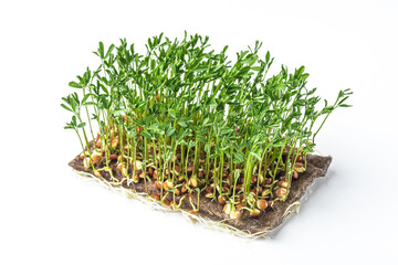 
Micro greens grown at home. Micro green fresh sprouts. White background.