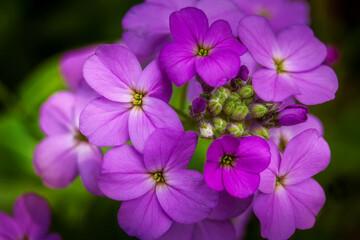 Close-up of purple wildflowers