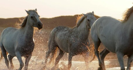 Slow motion shot of white horses running while splashing water on shore at beach during sunset - Camargue, France