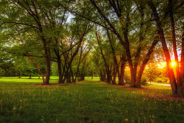 Light from a setting sun breaks through a line of trees