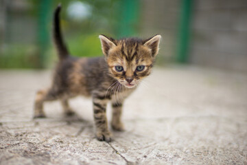 portrait of a lovely tabby kitten walk outdoors.