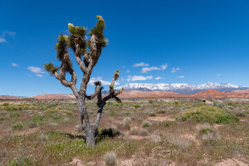 A lonely Joshua tree stands in the desert off the side of Interstate 15 in Utah.