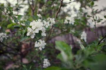 Blooming apple tree outdoors.