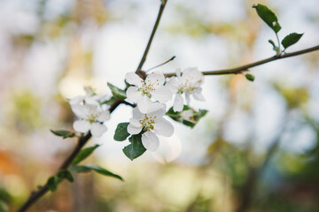 Blooming apple tree outdoors.
