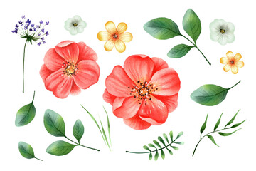 Watercolor hand painted floral set with red rosehip, small summer flowers and leaves. Plant design for label, cover, sticker, wedding invitation, save the date, greeting.