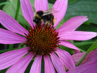 Bourdon et fleur violette