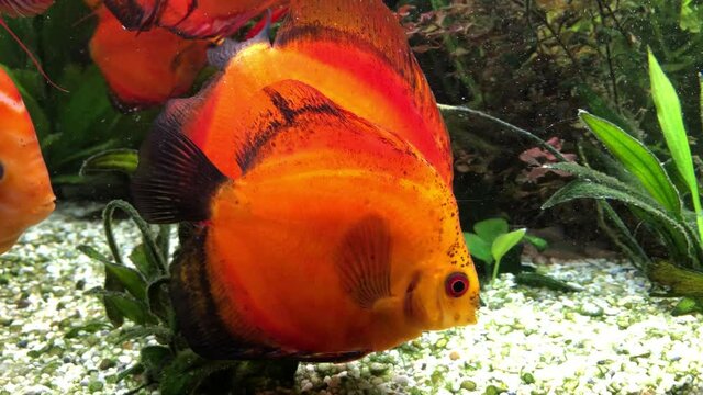 Bunte Diskusfische im Aquarium in ihrer sozialen Gemeinschaft. Diskusfische geh&ouml;ren zu den Buntbarschen und f&uuml;hlen sich in gr&ouml;&szlig;eren Gruppen wohl.