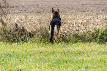 Walk with the dog through the autumn fields. The shepherd noticed something interesting.