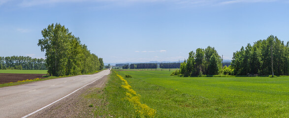 Fototapeta na wymiar Panoramic view of a meadow blooming with yellow flowers. Country road. Green hills and blue sky, daylight. 