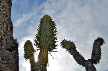 Yucca Abstract 
