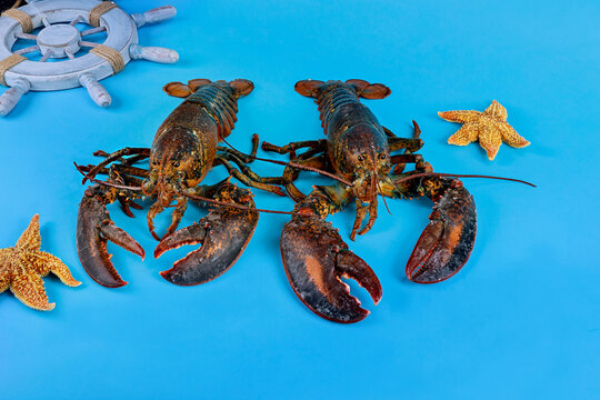 Wildlife Big Lobster With Starfish On Blue Background.