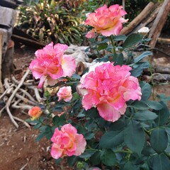 Fototapeta premium pink flowers in a garden