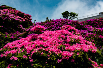 鶴見岳のミヤマキリシマ