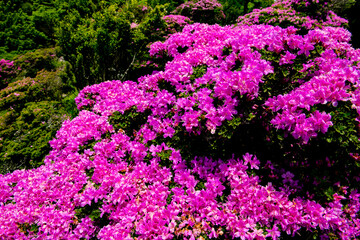 鶴見岳のミヤマキリシマ