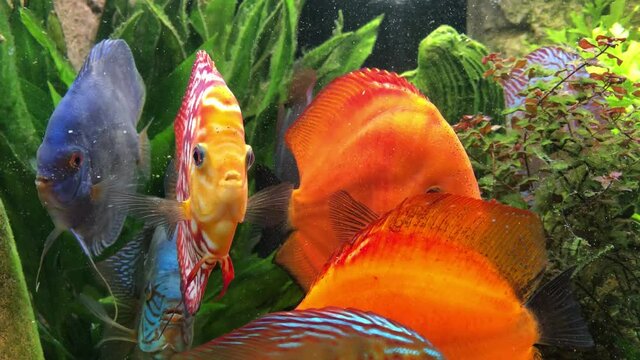 Bunte Diskusfische im Aquarium in ihrer sozialen Gemeinschaft. Diskusfische geh&ouml;ren zu den Buntbarschen und f&uuml;hlen sich in gr&ouml;&szlig;eren Gruppen wohl.