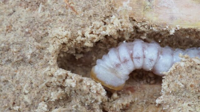 木材を食害する虫の幼虫（テッポウ虫、カミキリムシ）