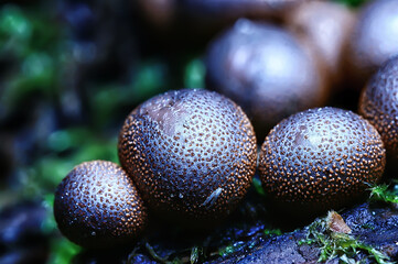 small mushrooms macro / nature forest, strong increase in poisonous mushrooms mold