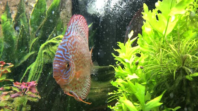 Bunte Diskusfische im Aquarium in ihrer sozialen Gemeinschaft. Diskusfische geh&ouml;ren zu den Buntbarschen und f&uuml;hlen sich in gr&ouml;&szlig;eren Gruppen wohl.