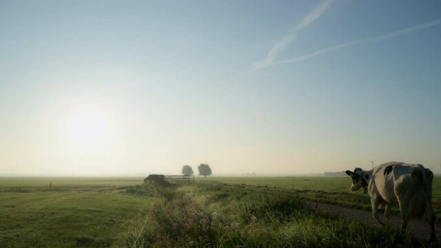 WS Herd of cows in field on sunny morning / Wyns, Friesland, the Netherlands