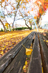 Naklejka na ściany i meble 木製のベンチの上に落ちた黄色い葉