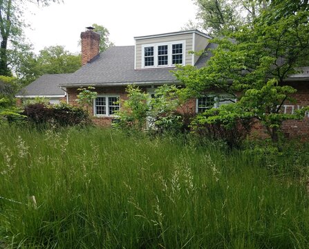 abandoned house or ruins with tall grass