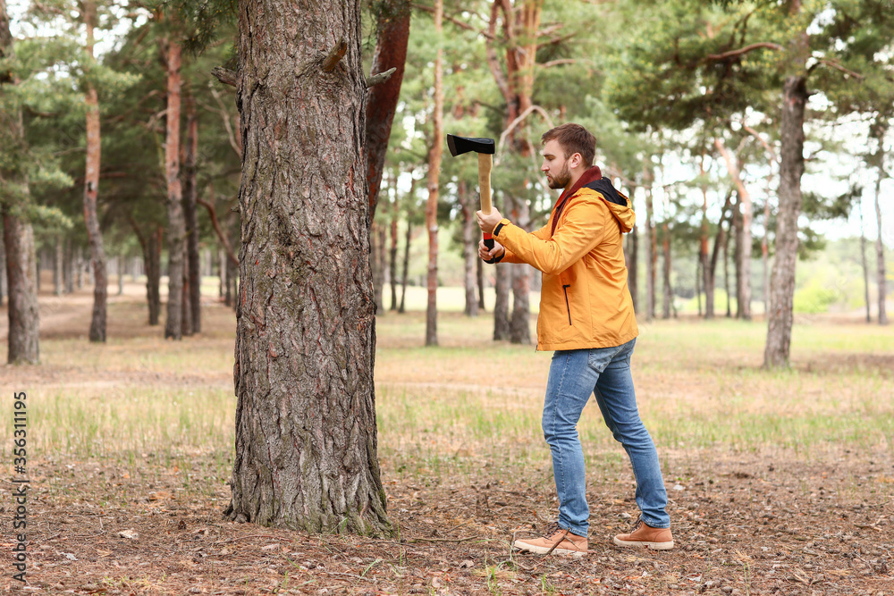 Wall mural handsome lumberjack cutting down trees in forest