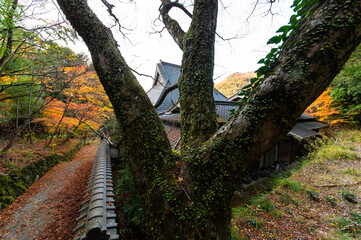 蔓植物に覆われた木の幹と紅葉