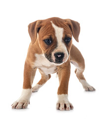 Obraz premium puppy american bulldog