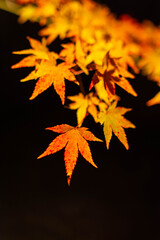 照明に照らされて美しく光る紅葉