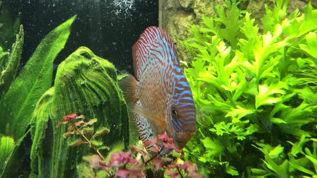 Bunte Diskusfische im Aquarium in ihrer sozialen Gemeinschaft. Diskusfische geh&ouml;ren zu den Buntbarschen und f&uuml;hlen sich in gr&ouml;&szlig;eren Gruppen wohl.