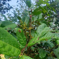 Rambutan and its flower on the rambutan tree.
