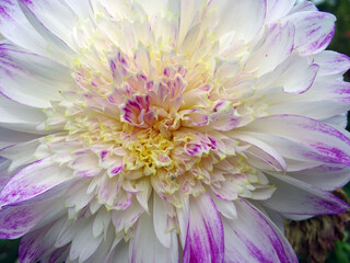 Obraz premium Dahlia japonais