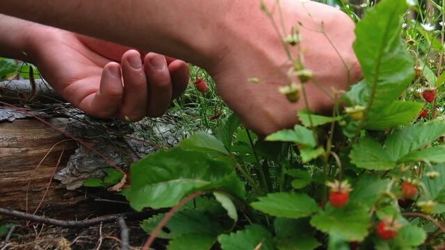 CU Hands picking fresh wild strawberries / Russia