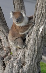 Suburban Koala at Portland Victoria Australia
