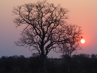 Obraz na płótnie Canvas African Sunset with tree