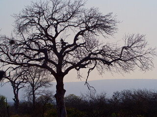 Obraz na płótnie Canvas Skeletal tree