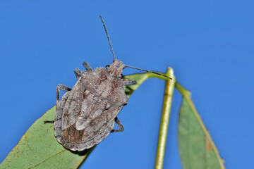 Rough Stink Bug (Brochymena sulcata) crawling on a leaf against a clear blue sky background in Houston, TX.